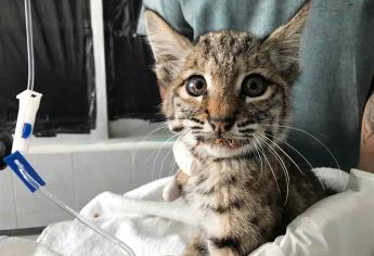 Jóvenes rescatan a lince en carretera