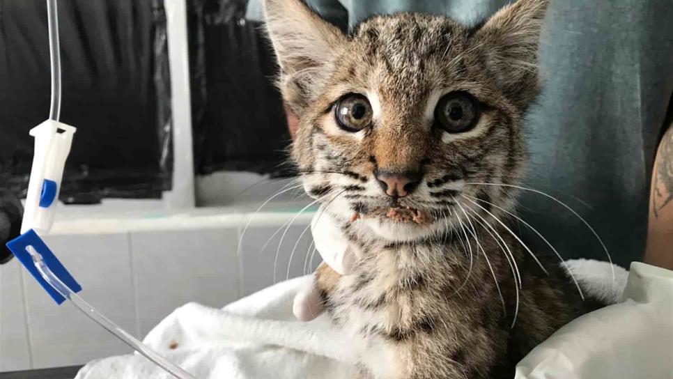 Jóvenes rescatan a lince en carretera