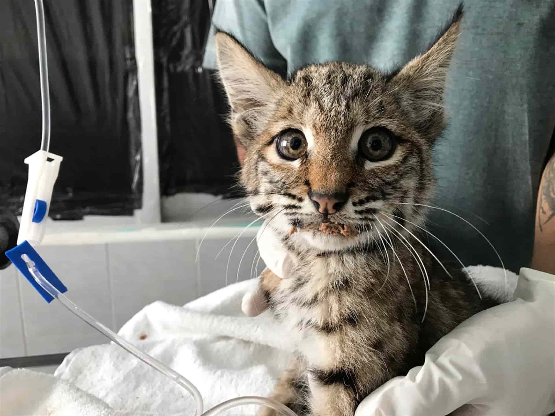Jóvenes rescatan a lince en carretera