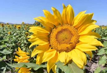 El campo de girasoles en Mocorito abrirá con protocolos por Covid