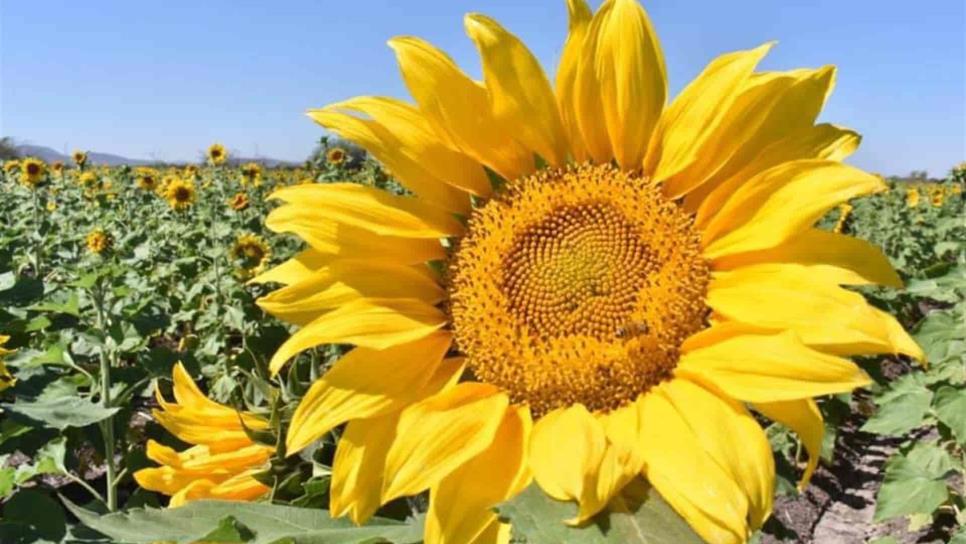 El campo de girasoles en Mocorito abrirá con protocolos por Covid