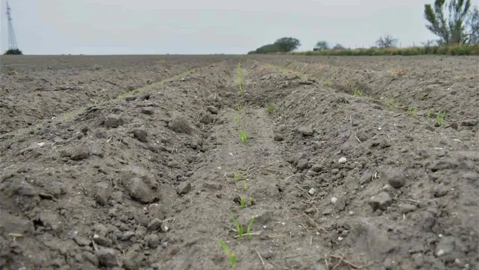 Por pandemia, productores han tenido que dejar sus cultivos