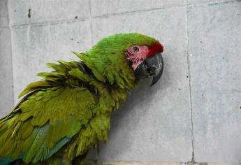 Resguarda Acuario Mazatlán dos guacamayas donadas