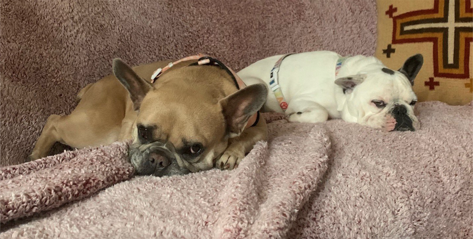 FOTO: Twitter @ladygaga