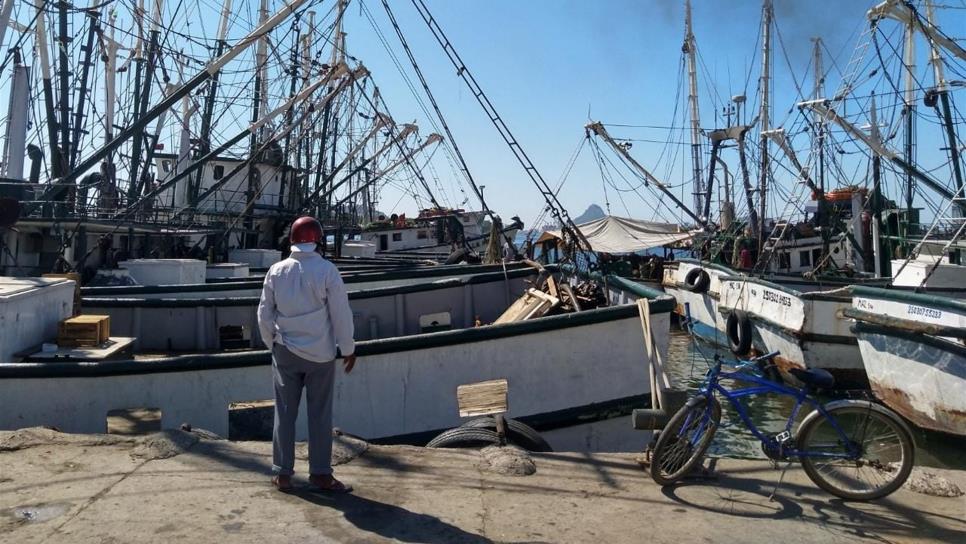 Cientos de pescadores en Mazatlán no pudieron trabajar en captura de camarón