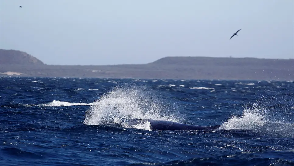Fotografía que muestra el avistamiento de una ballena el 27 de febrero de 2021 en aguas de Baja California Sur (México). EFE/ Alejandro Zepeda