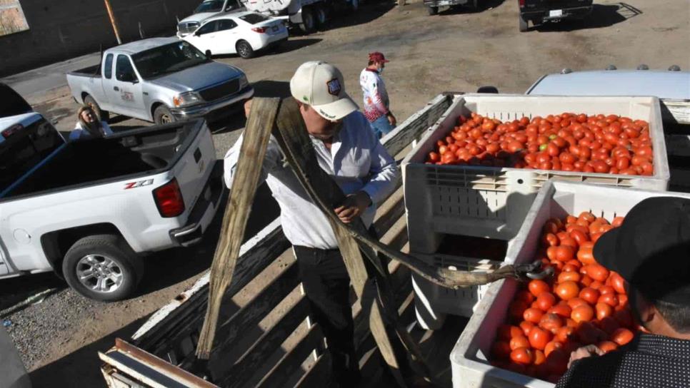 Distribuye Ayuntamiento más de 100 t de tomate entre familias de Choix