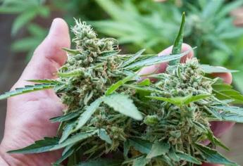 Gobernador de Sinaloa, a favor del uso terapéutico de la mariguana
