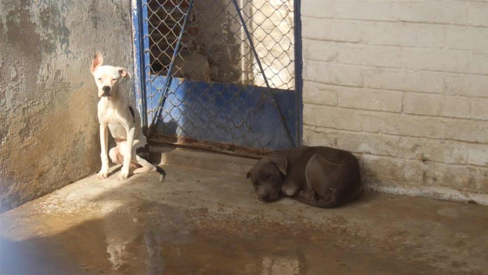 Invitan a campaña permanente de esterilización de mascotas