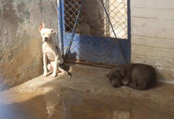 Repuntan casos de perros abandonados y violentados en Mazatlán