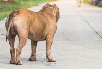 Ola de calor: ¿qué tanto les afecta y cómo cuidar a tus mascotas?