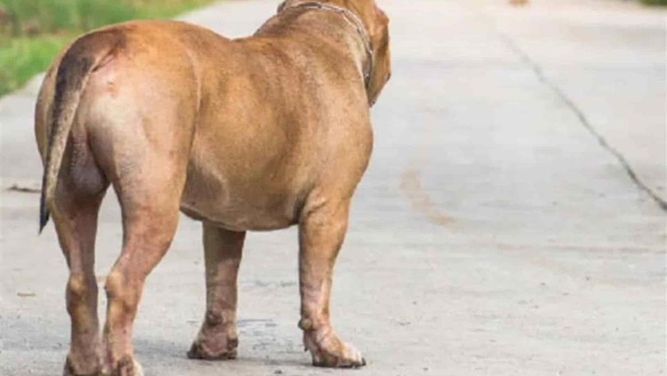 Ola de calor: ¿qué tanto les afecta y cómo cuidar a tus mascotas?