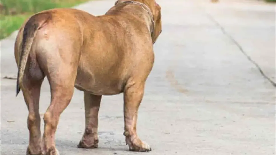 Ola de calor: ¿qué tanto les afecta y cómo cuidar a tus mascotas?. | FOTO: Temática.