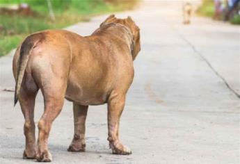 Alerta Ecología sobre abandono de perros pitbull en Mazatlán