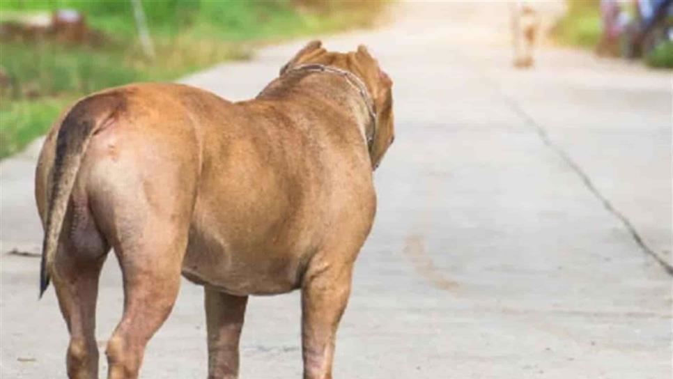 Alerta Ecología sobre abandono de perros pitbull en Mazatlán