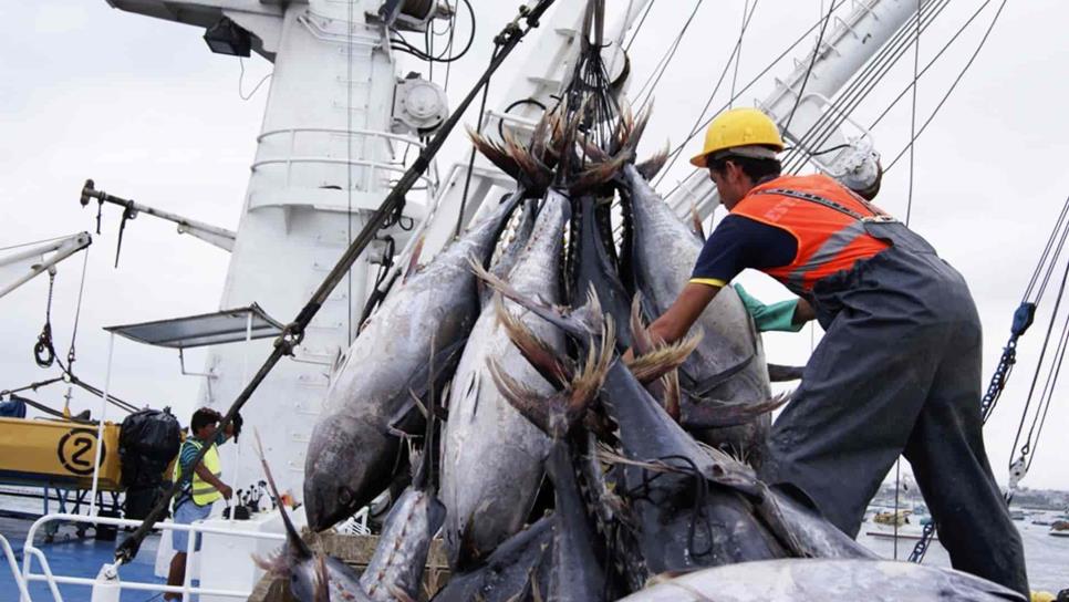 Pinsa estima una temporada regular para la pesca de atún