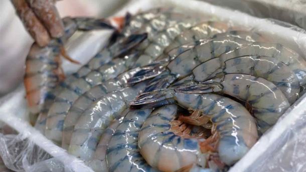 Importación ilegal de camarón amenaza la autosuficiencia acuícola de México
