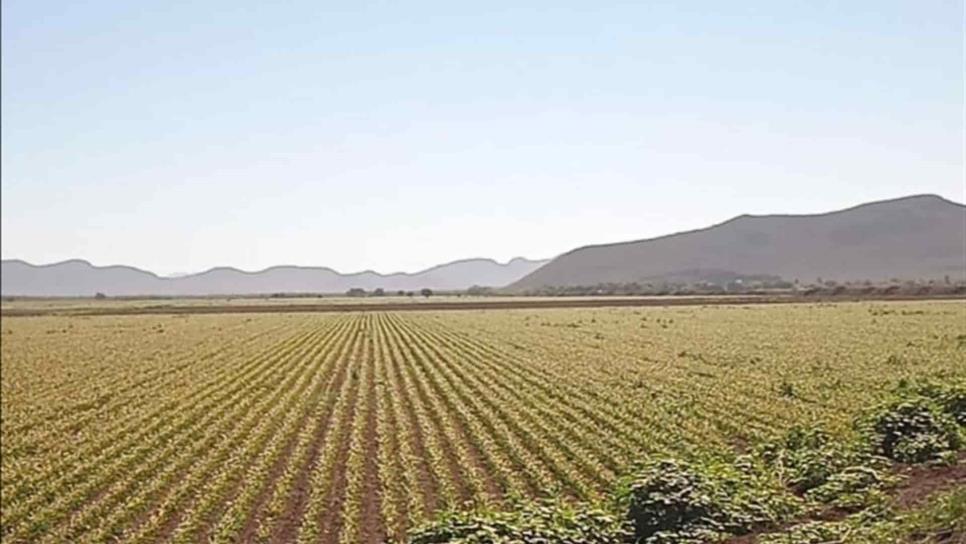 Casavesin reporta daños parciales en maíz de Sinaloa por heladas