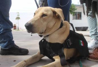 ¿Quieres entrenar a tu perro? La Policía municipal impartirá curso gratuito