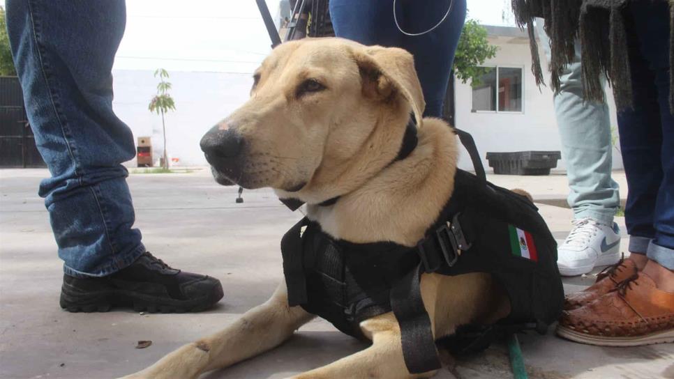 ¿Quieres entrenar a tu perro? La Policía municipal impartirá curso gratuito