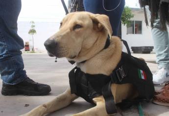 “General”, perro callejero a punto de graduarse de policía