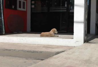 Encajan varilla a un gato y navajean a un perro en colonia de Mazatlán