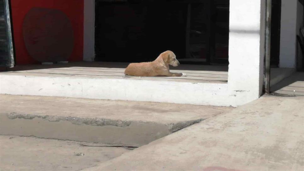 Encajan varilla a un gato y navajean a un perro en colonia de Mazatlán