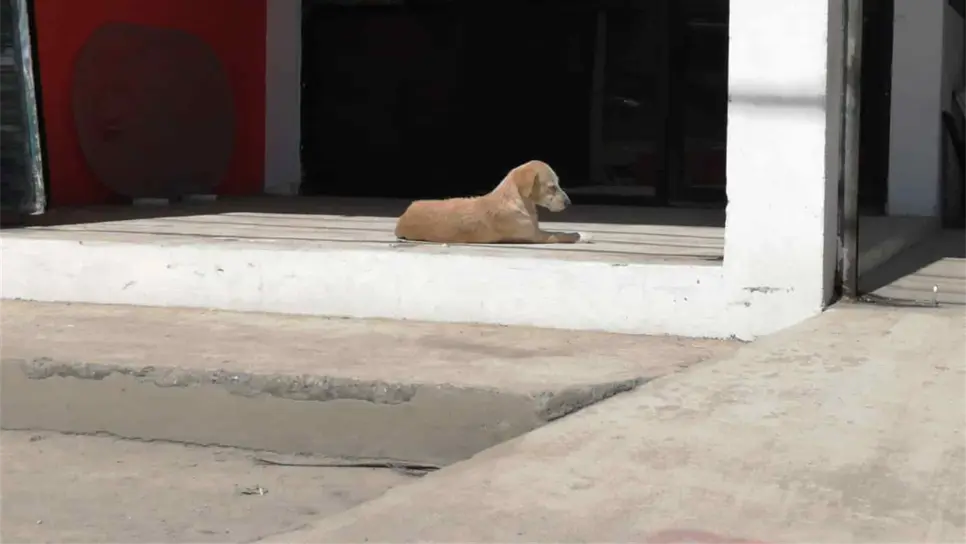 Encajan varilla a un gato y navajean a un perro en colonia de Mazatlán