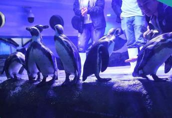 Pingüinario recibe hasta 2 mil 200 personas diariamente