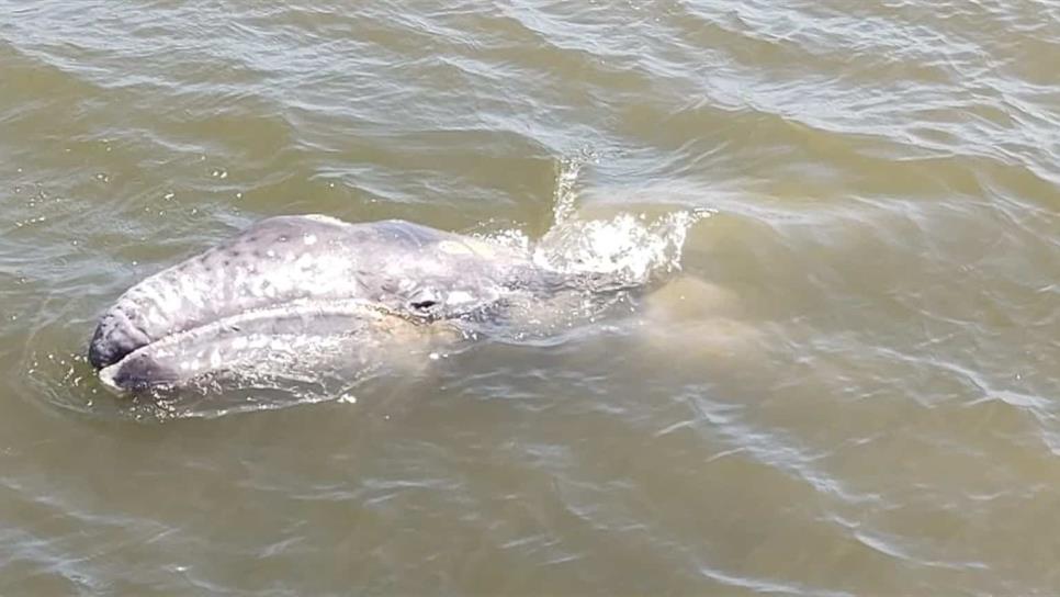 Ballena gris visita bahía de Topolobampo