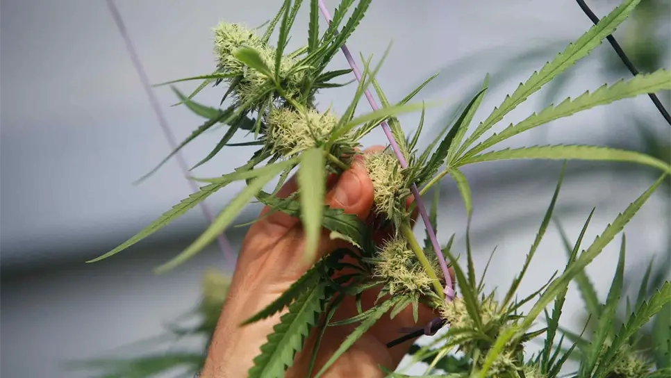Fotografía del 22 de febrero de 2018, que muestra una planta de marihuana. EFE/Elvis González/Archivo