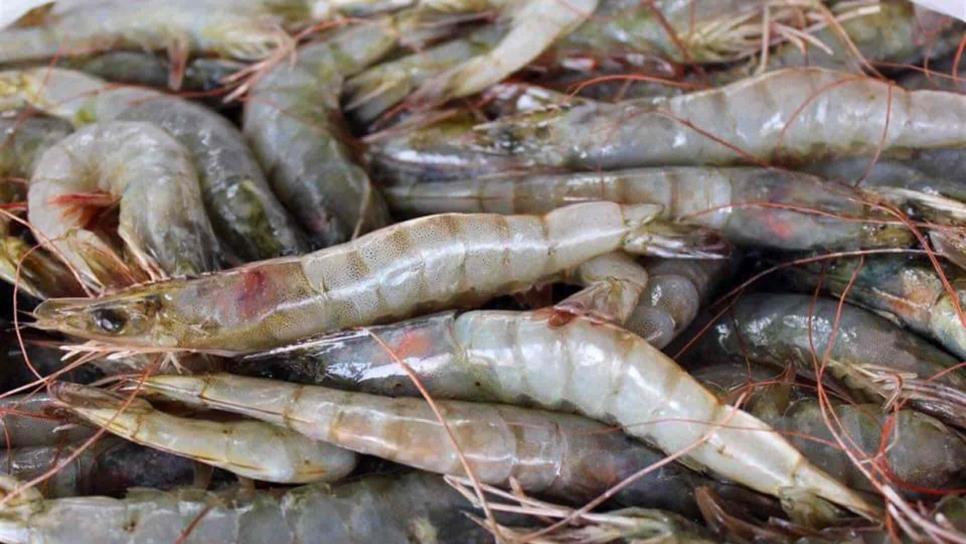 Pescadores, preocupados por descertificación al camarón silvestre
