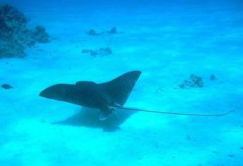 ¿Vas a ir a la playa? Cuidado con las mantarrayas