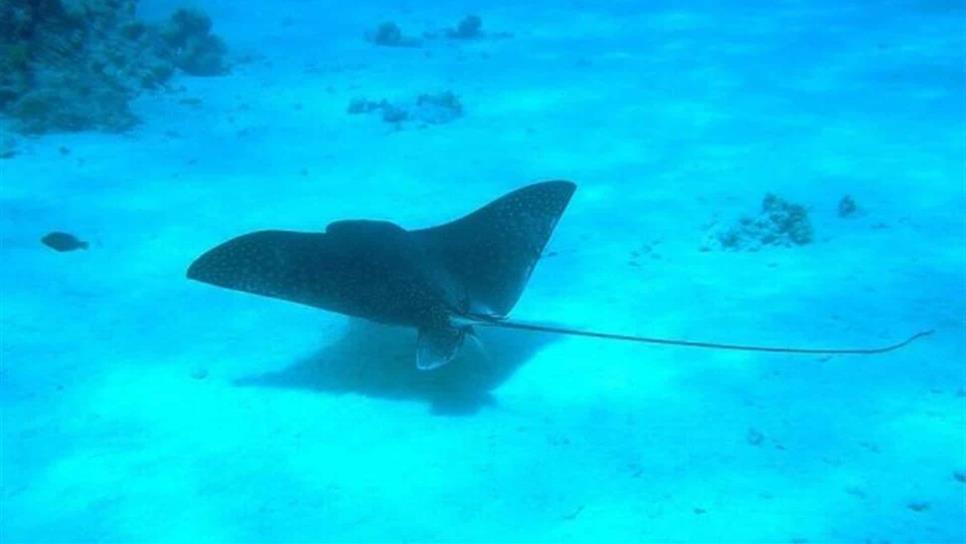 ¿Vas a ir a la playa? Cuidado con las mantarrayas