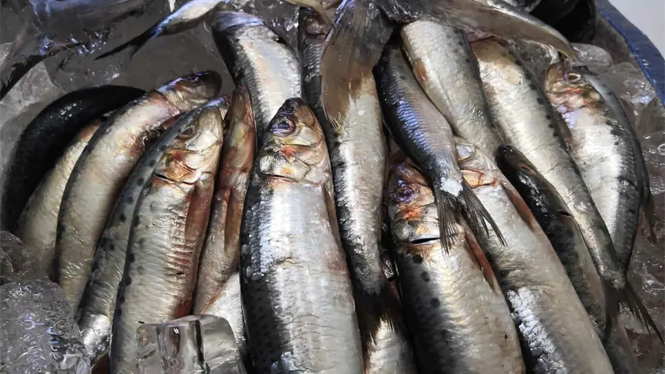 Consejos para el consumo sano de pescados y mariscos