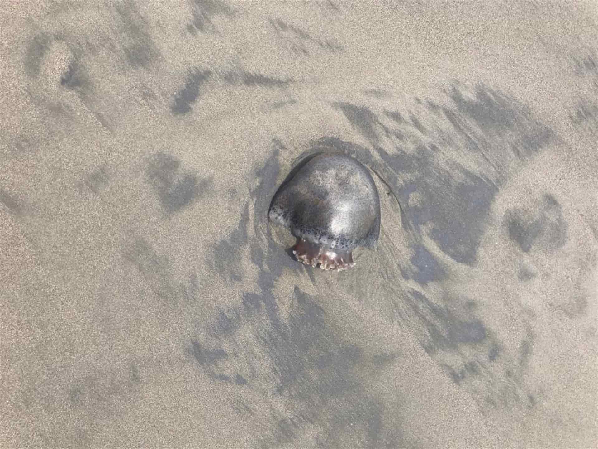 FOTO: Protección Civil.