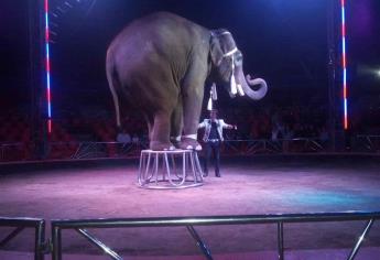 Rehabilitarán a Big Boy “El elefante del millón de dólares” en Culiacán