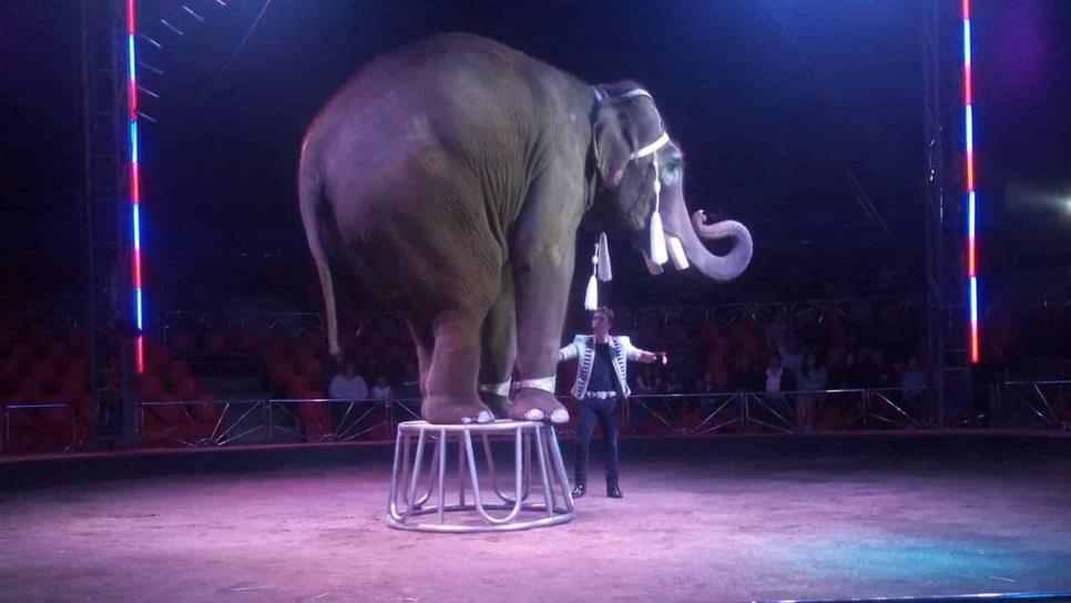 Rehabilitarán a Big Boy “El elefante del millón de dólares” en Culiacán