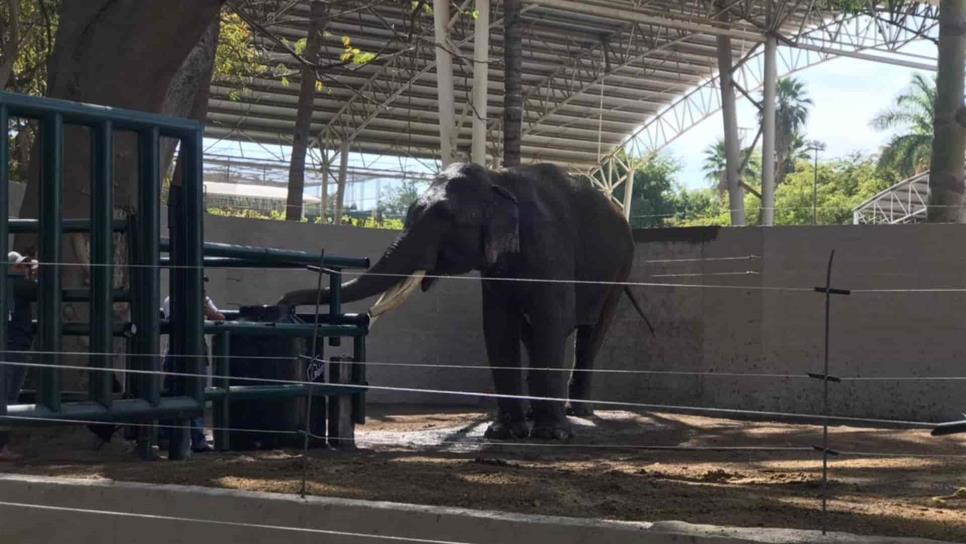 Llega el elefante asiático Big Boy al ZOO de Culiacán