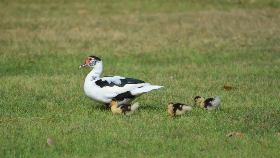 Parque Sinaloa, con sobrepoblación de especies; niegan muerte de animales