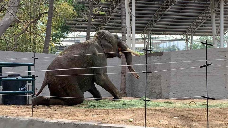 Aumentan 60 % visitas al ZOO de Culiacán, esperan más con la llegada de Big Boy