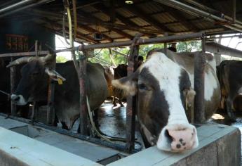 Por sequía y falta de alimento se vende el ganado en Mazatlán