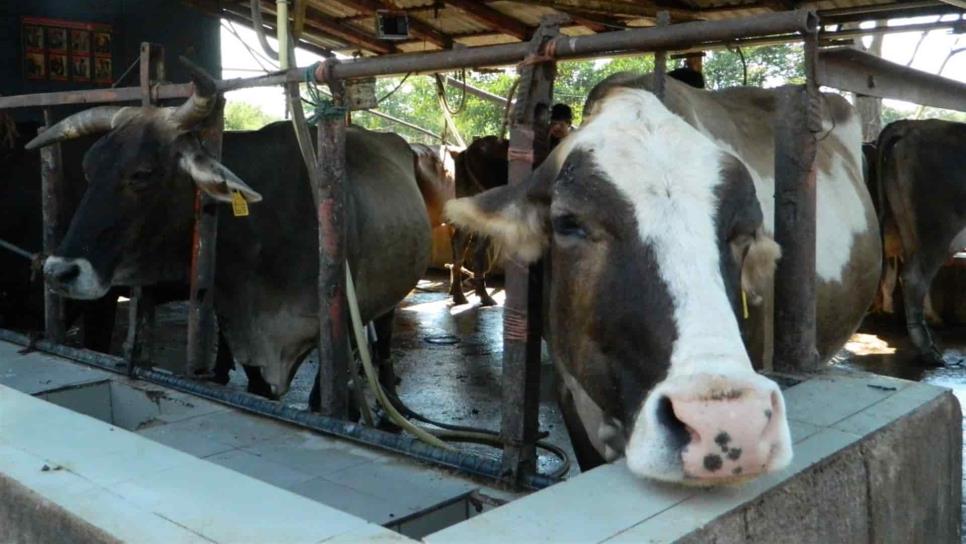 Por sequía y falta de alimento se vende el ganado en Mazatlán