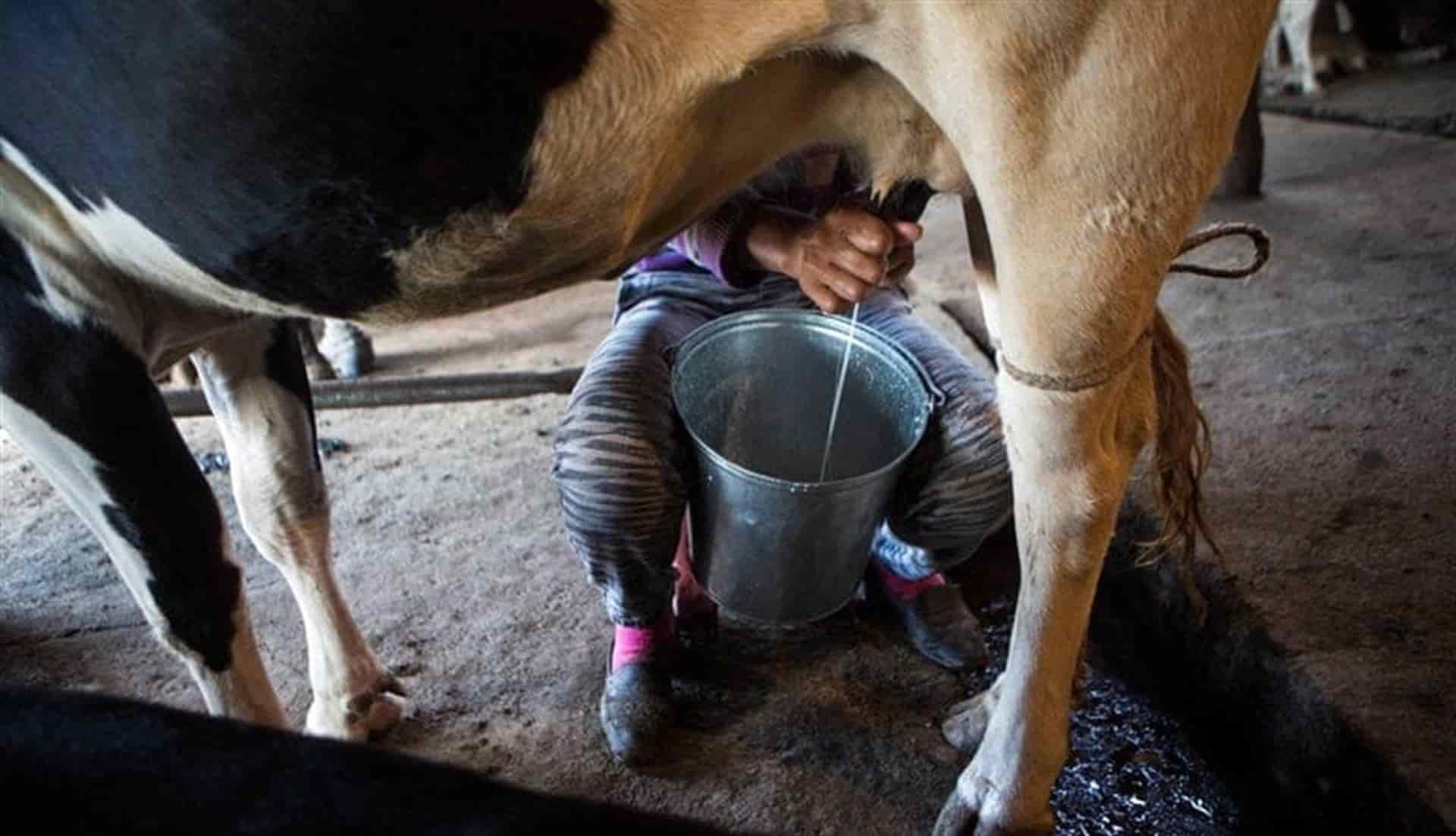 Precio de la leche sube 60 centavos