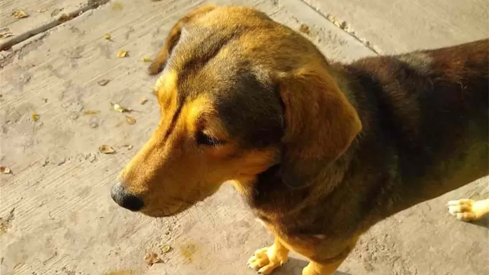 Rodolfo era la mascota del barrio, lo mataron a machetazos