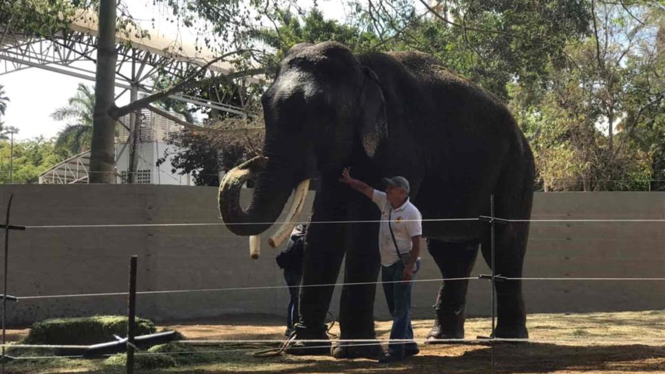 Proponen cobrar cuota de un peso en el recibo de JAPAC para mantener a elefante