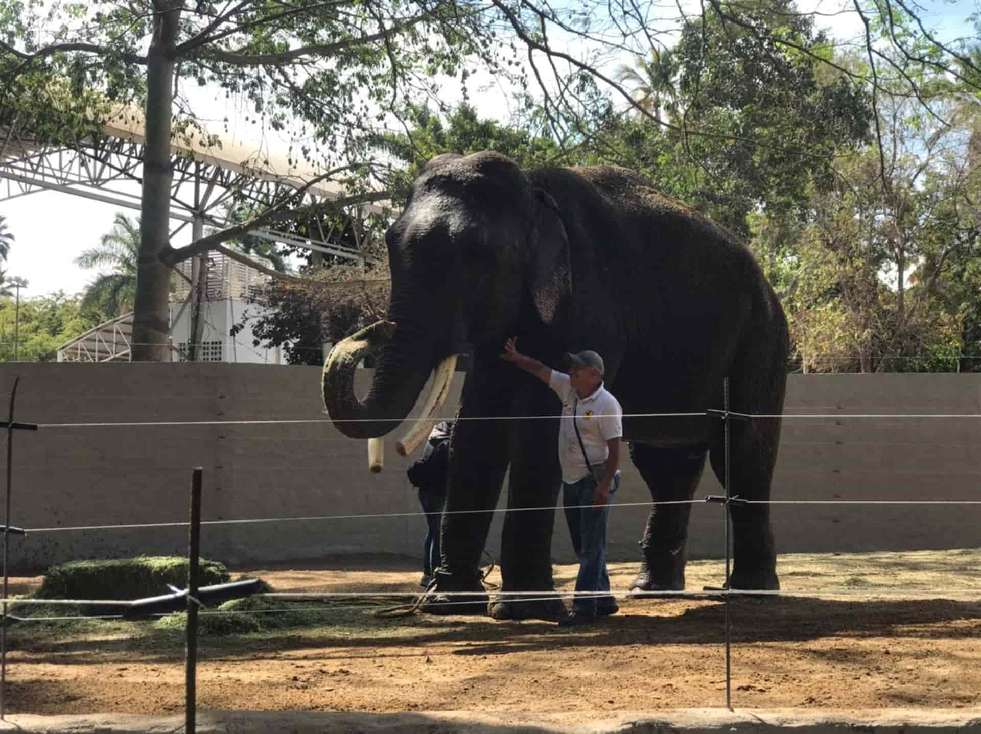 Proponen cobrar cuota de un peso en el recibo de JAPAC para mantener a elefante