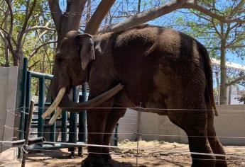 Se deslinda Zoo de Culiacán de la iniciativa de cobro en recibos de agua para mantener al elefante