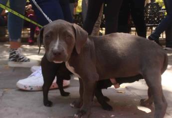 Solo con medicamentos, perritos pueden sufrir menos con cuetes: Veterinario