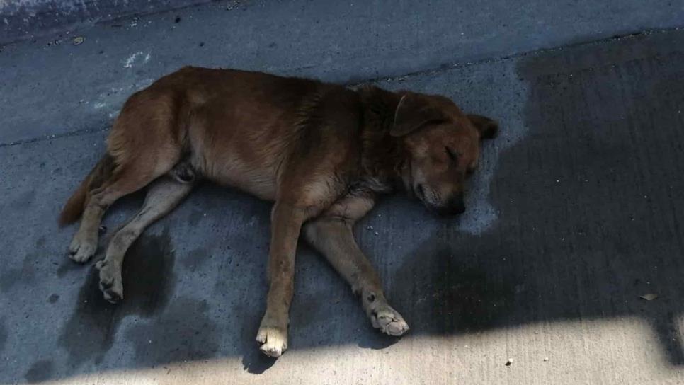 Entra en vigor Reglamento de Protección Animal en Mazatlán